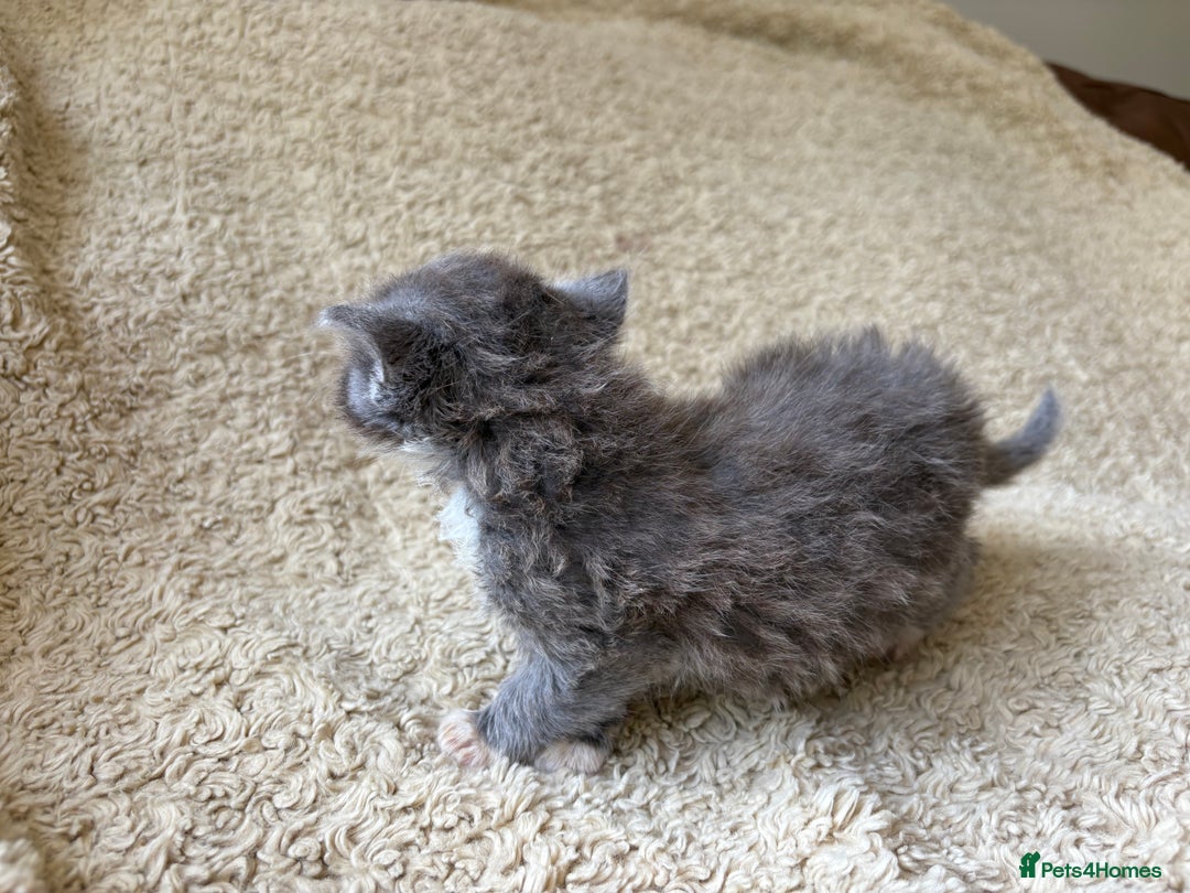 Exotic cats for sale: READY Silver Tabby cross exotic Fur Babies - Image 25