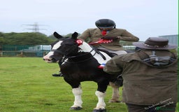 Irish Cob horses for sale: Henry -The real life super cob  - Image 6