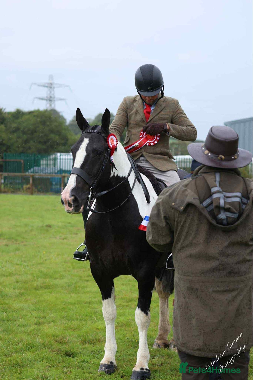 Irish Cob horses for sale: Henry -The real life super cob  - Image 6