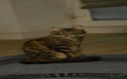 Mixed Breed cats for sale: Girl Mix breed Mainecoon and Bengal - Image 2