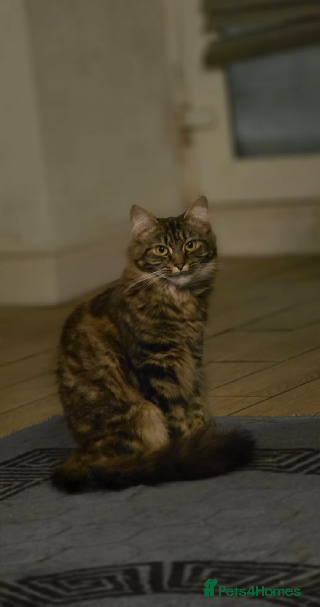 Mixed Breed cats for sale: Girl Mix breed Mainecoon and Bengal - Image 2