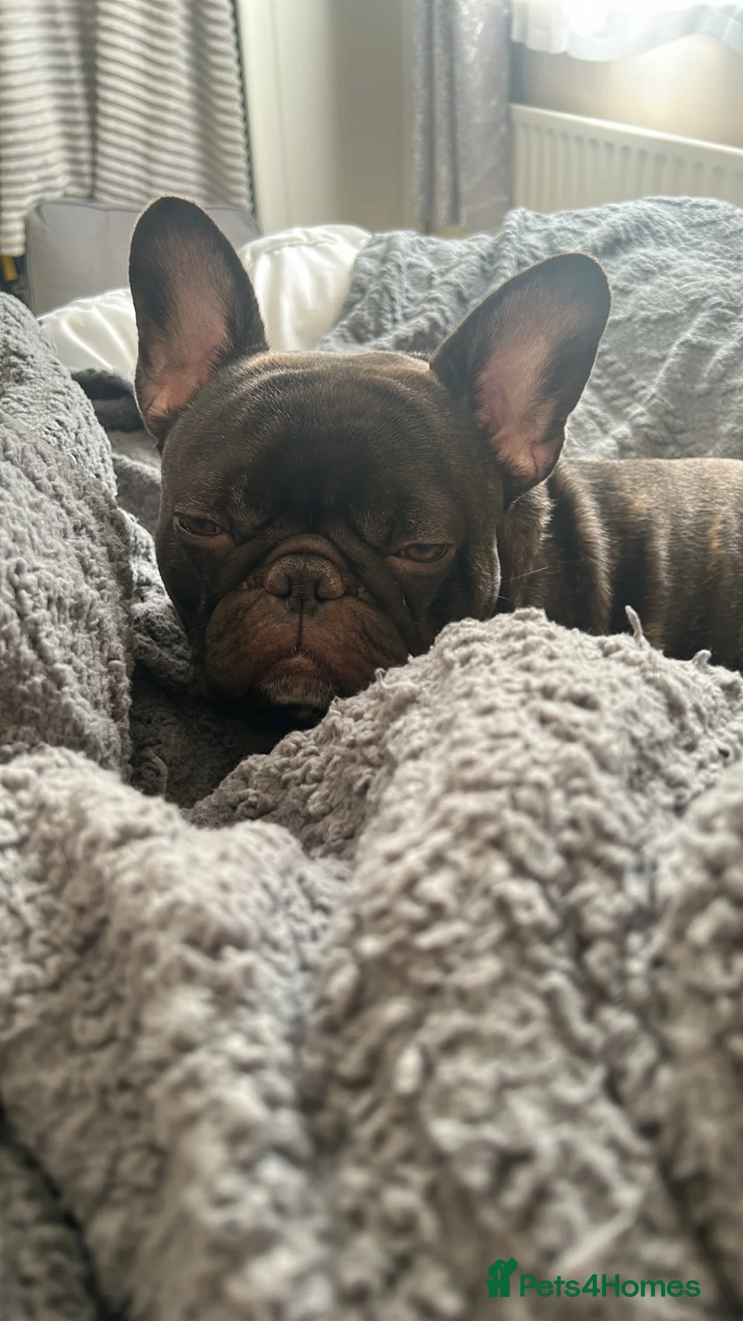 French Bulldog dogs for sale: Male French bulldog for sale - Advert 6