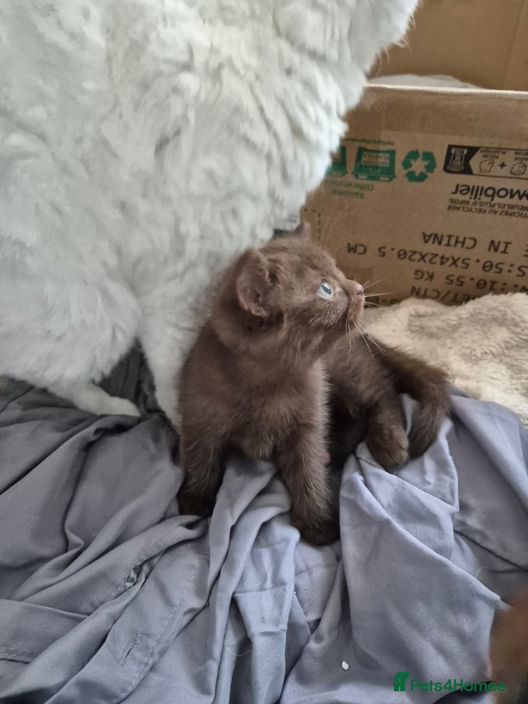 Selkirk Rex cats for sale: Pedigree selkirk rex girls non curly - Advert 2