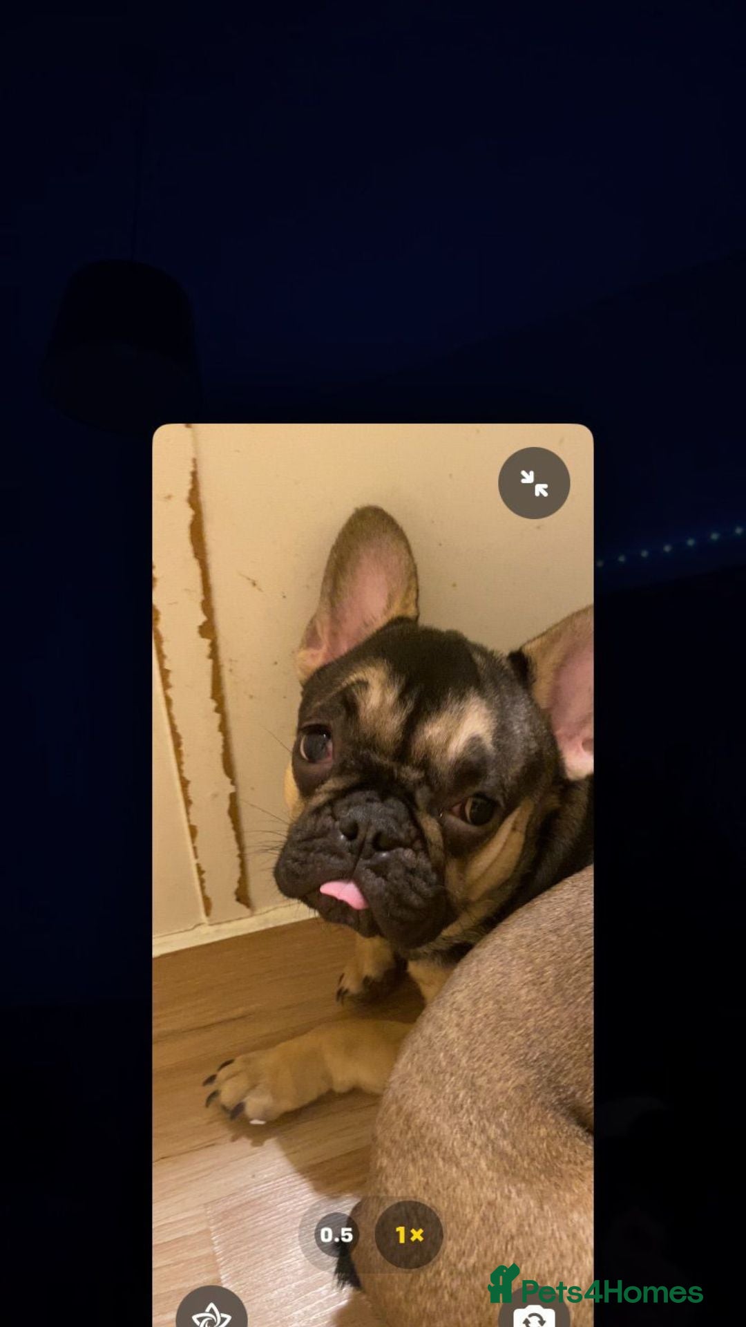 French Bulldog dogs for sale: Male and Female Frenchie for sale - Image 5