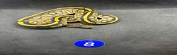 Python Snake reptiles for sale: Royal pythons  - Advert 1