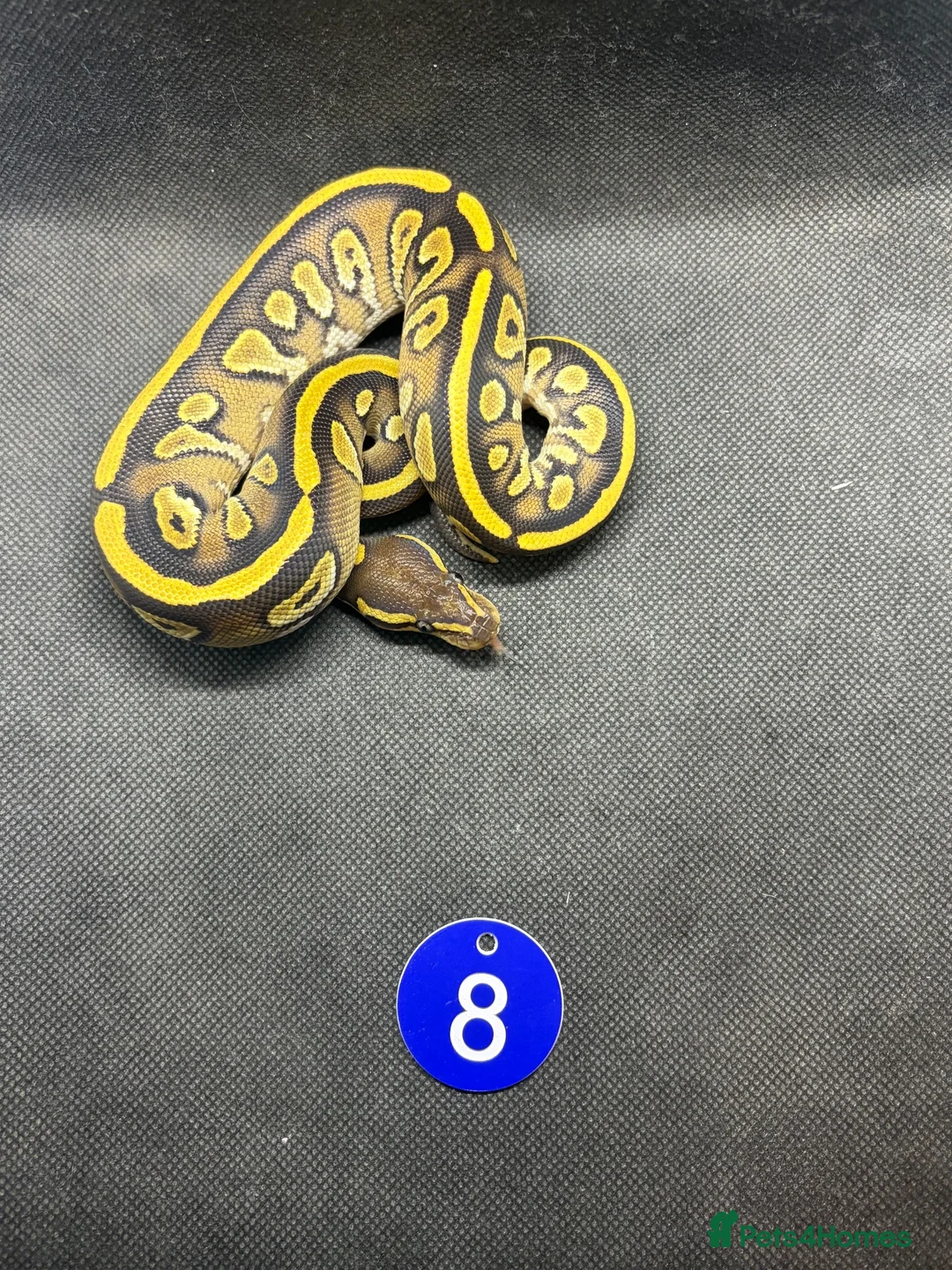 Python Snake reptiles for sale: Royal pythons  - Advert 1