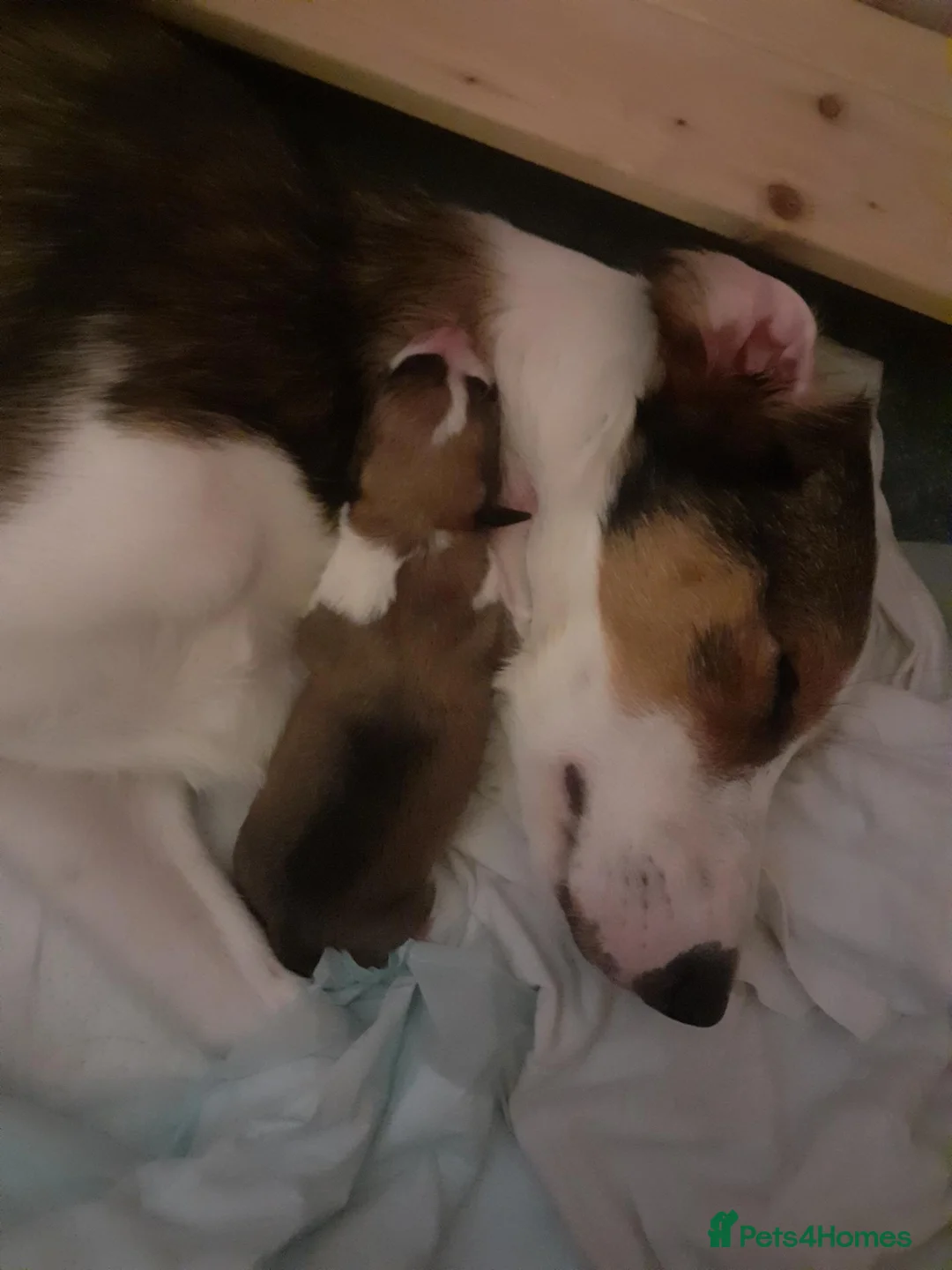Mixed Breed dogs for sale: Beautiful collie x rough collie litter in Brackley - Advert 15