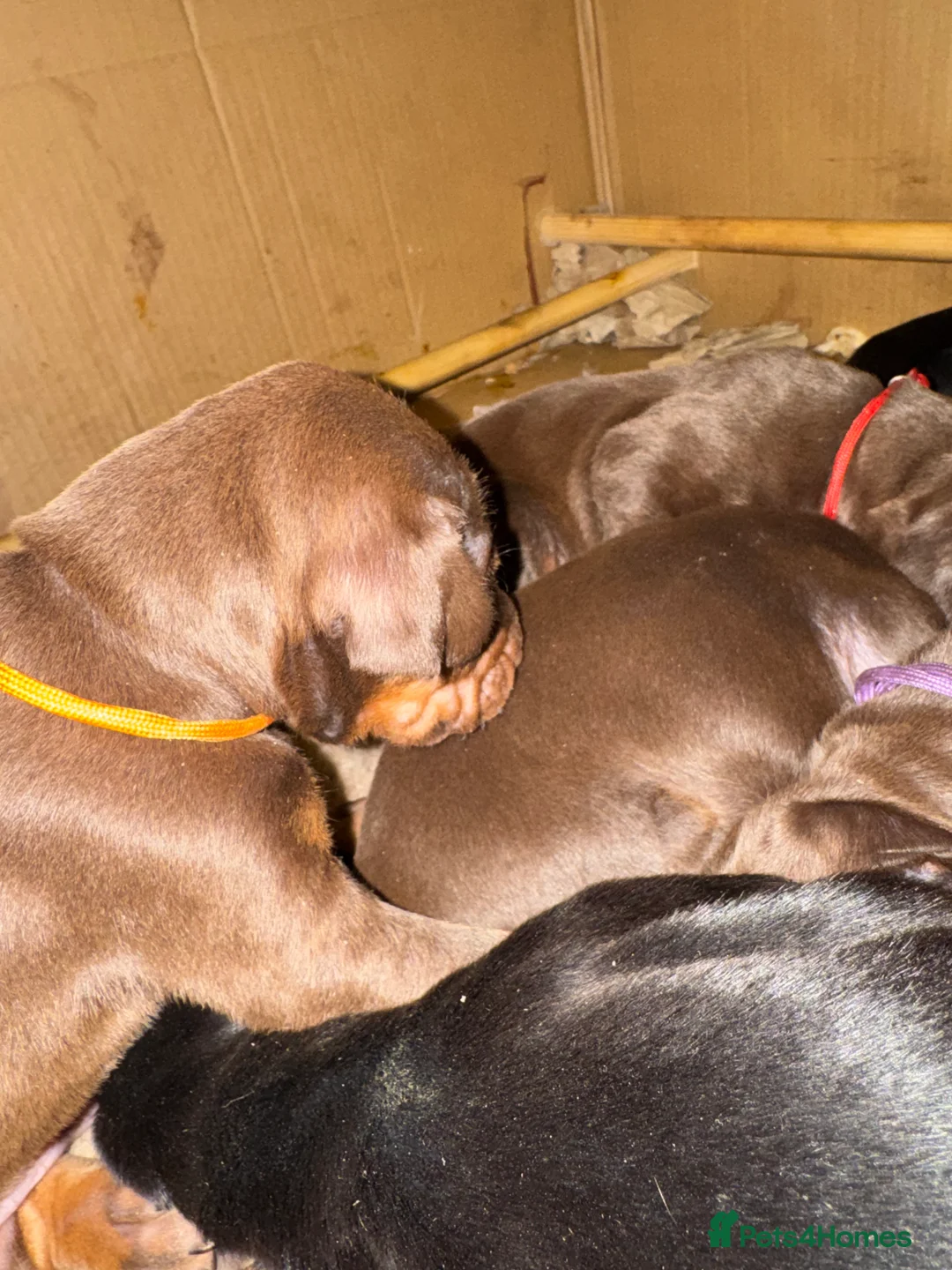 Dobermann dogs for sale: Beautiful Doberman puppies  - Advert 18