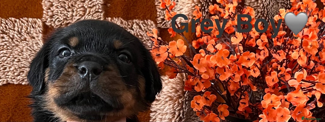 Rottweiler dogs for sale: The best of the best Rottweilers  - Image 15