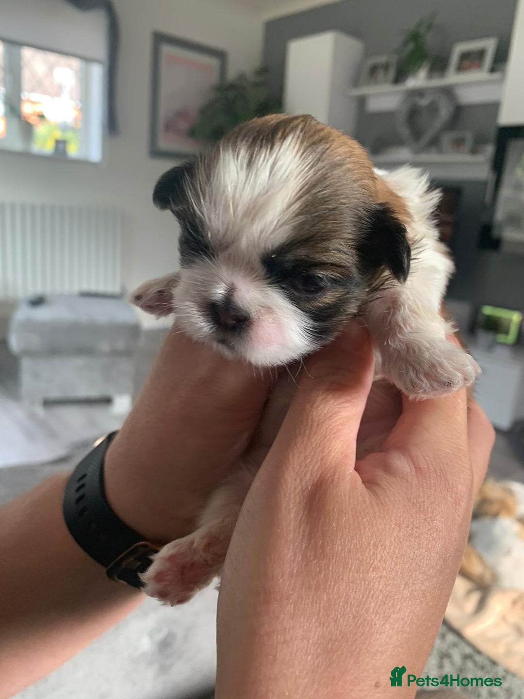 Shih Tzu dogs for stud: Handsome experienced KC registered stud dog in Cullompton - Image 19