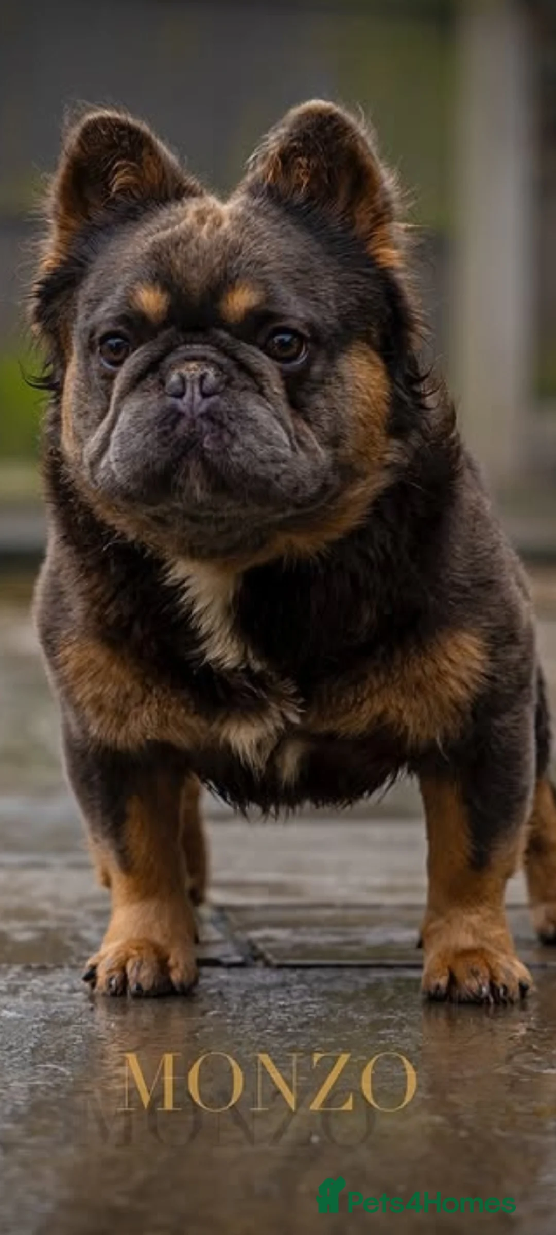 French Bulldog dogs for sale: RARE FRENCH BULLDOGS DUE JULY/FLUFFY LINES⭐️⭐️ - Advert 9
