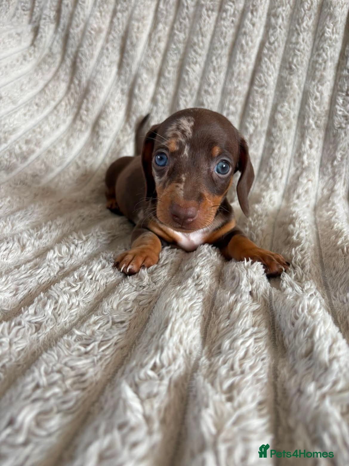 Miniature Dachshund dogs KC MINIATURE DACHSHUND PUPPIES  - Advert 2
