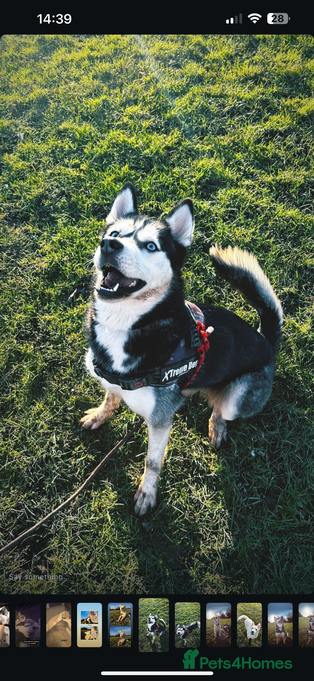 Siberian Husky dogs for sale: PURE SIBERIAN HUSKY PUPPIES  - Advert 22