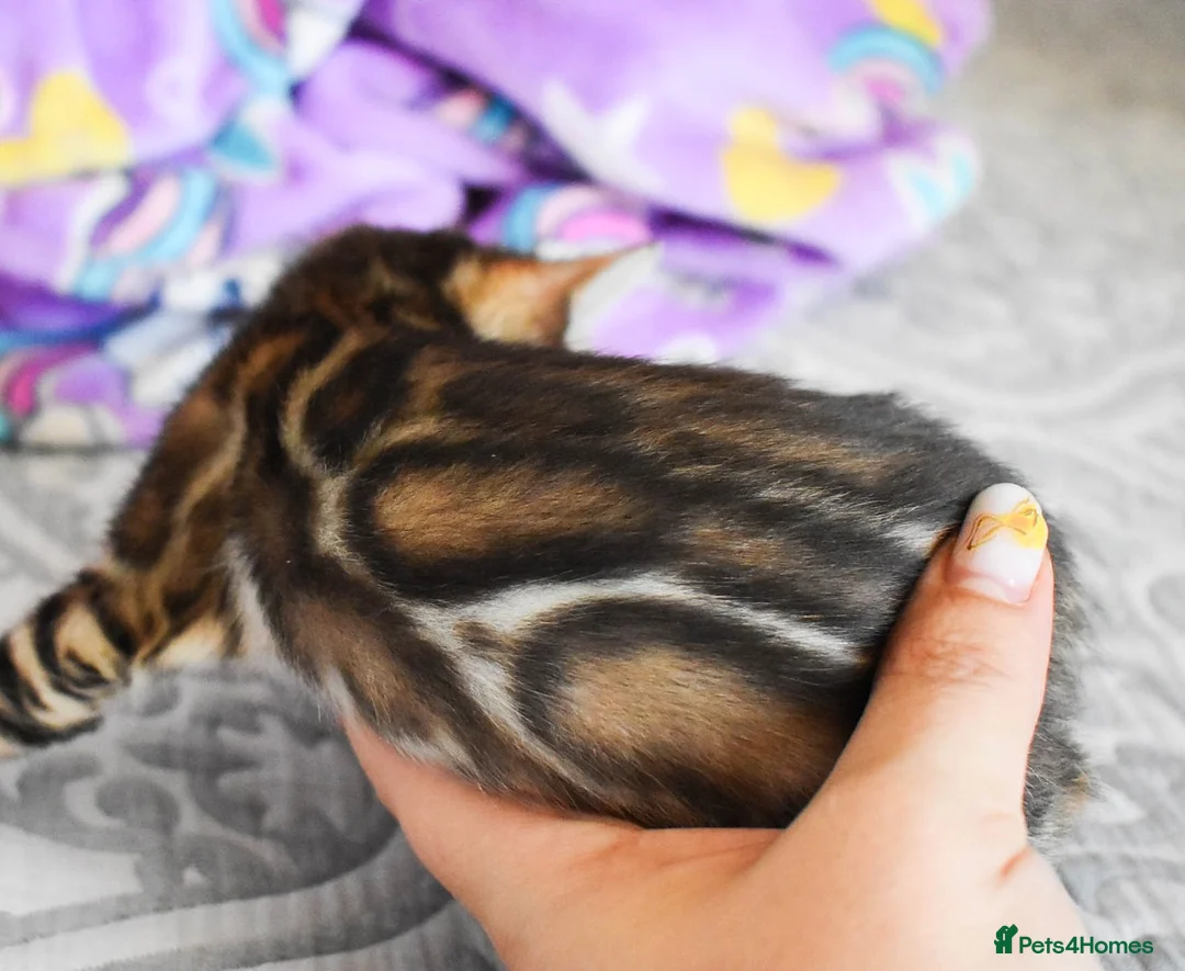 Bengal cats for sale: Import Bloodline Snow & Brown Clouded Bengals in Nelson - Advert 4