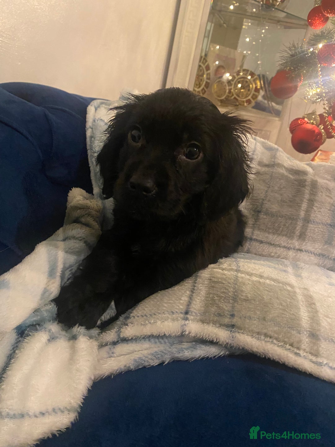 Cocker Spaniel dogs for sale: Show type - Advert 12