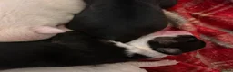 English Bull Terrier dogs for sale: KC Champion Show Quality Pups  Ready this weekend  - Advert 11