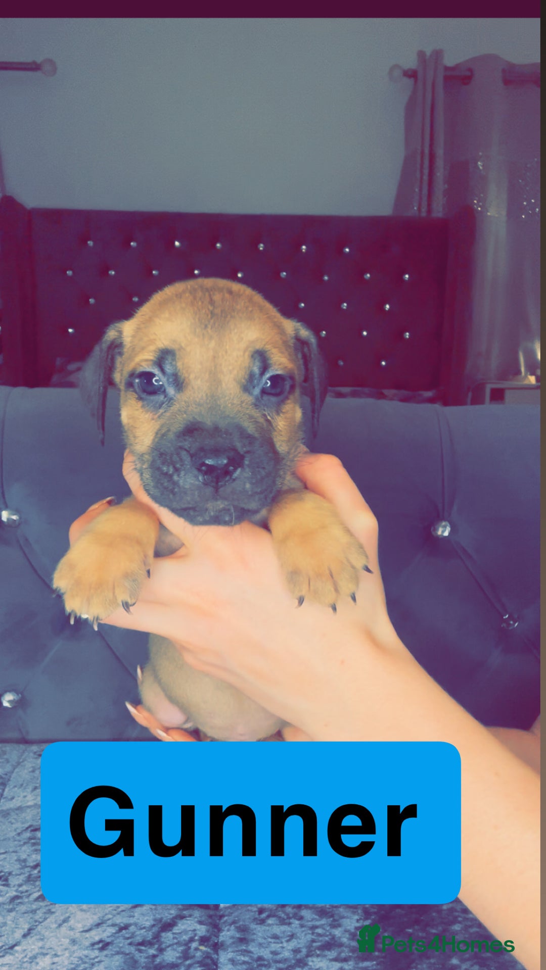 Mixed Breed dogs for sale: Mastiff puppies - Advert 33