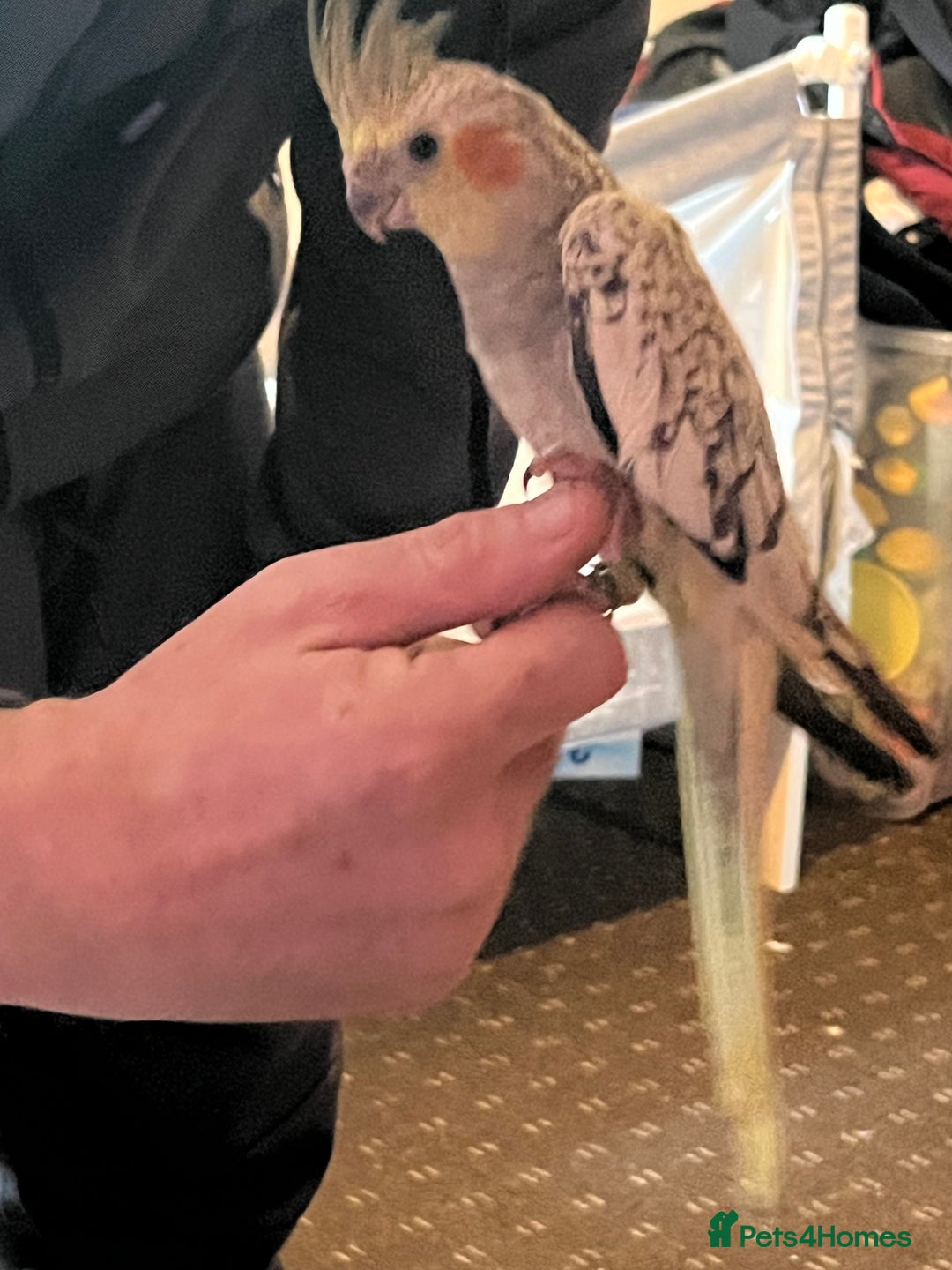 Cockatiels birds for sale: Cockatiels for sale hand tame - Image 8