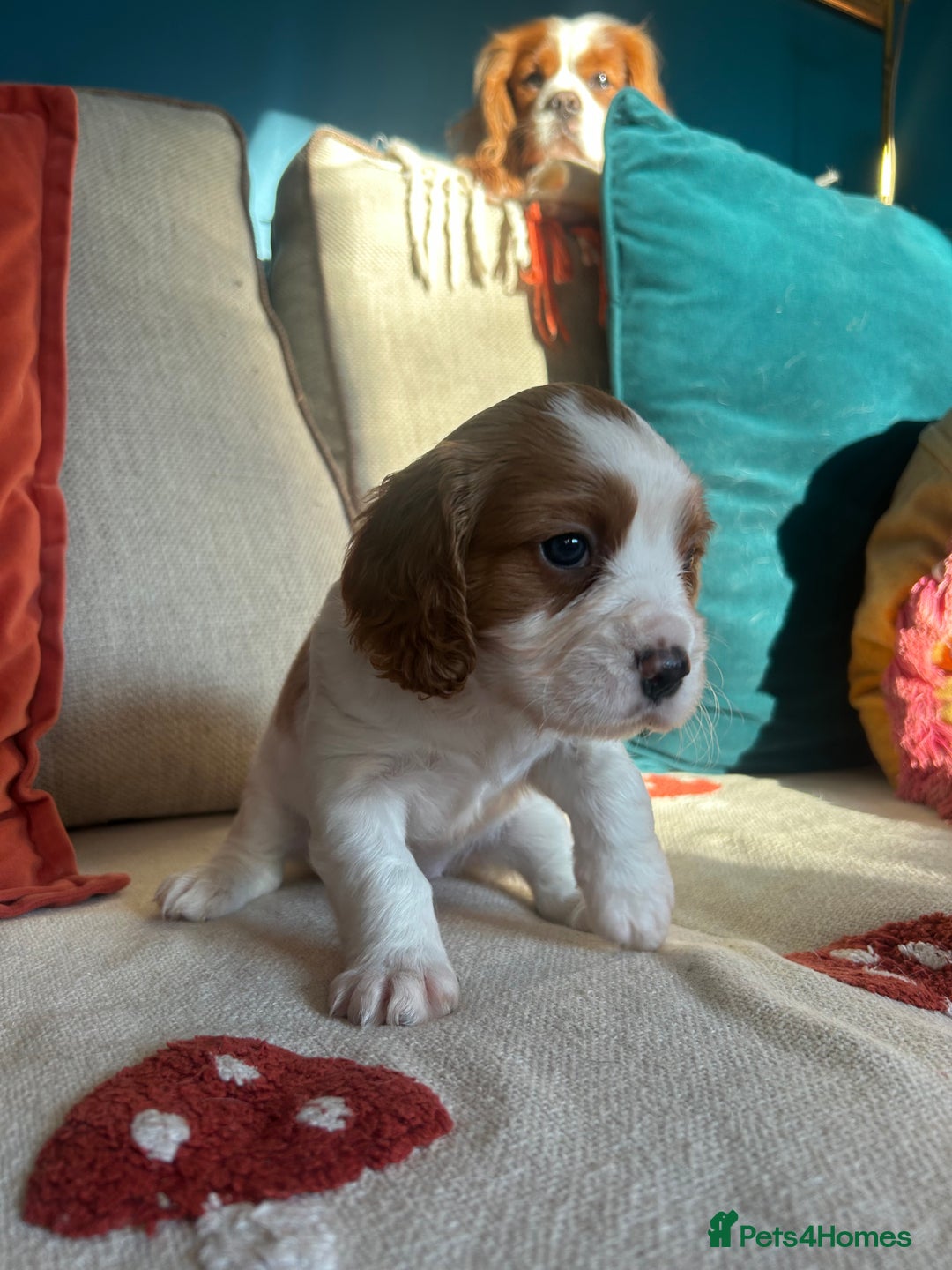 Cockalier dogs for sale: Beautiful Litter of Cavalier King Charles X Cocker - Advert 16