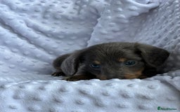 Miniature Dachshund dogs for sale: Miniature Dachshund Puppies  - Image 7