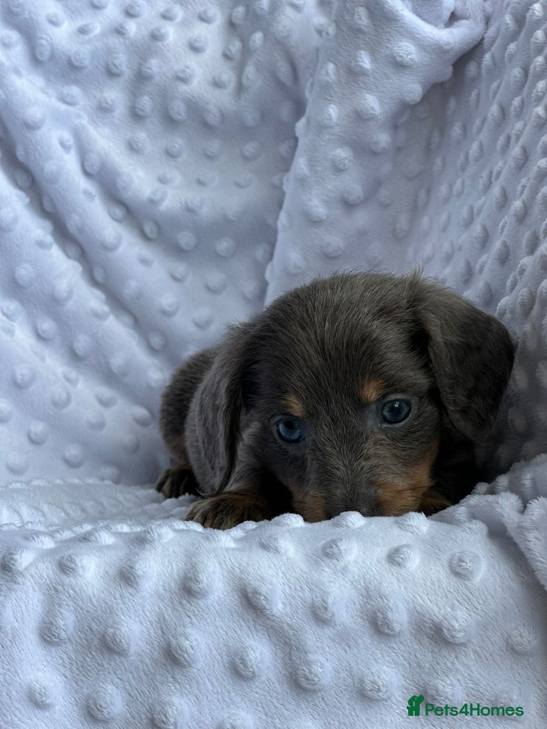 Miniature Dachshund dogs for sale: Miniature Dachshund Puppies  - Image 7