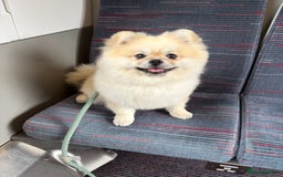 Pomeranian dogs for stud: Pomeranian Stud 1yr - Image 3