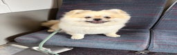 Pomeranian dogs for stud: Pomeranian Stud 1yr - Advert 3