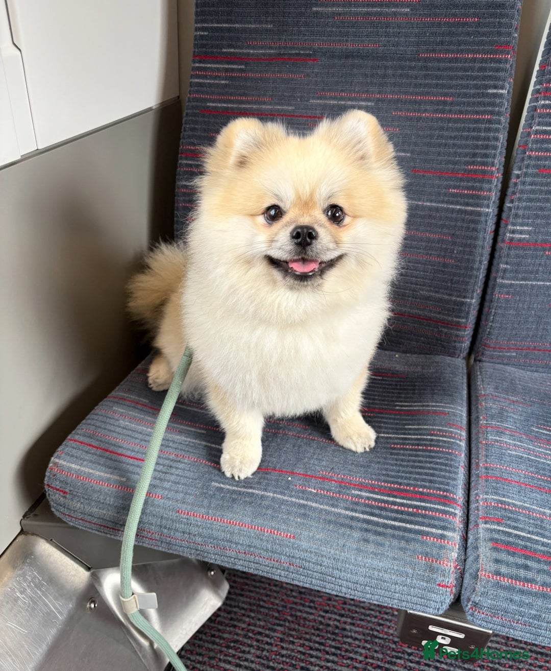 Pomeranian dogs for stud: Pomeranian Stud 1yr - Image 3