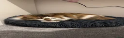 British Longhair cats for sale: British Longhair for sale  - Advert 2