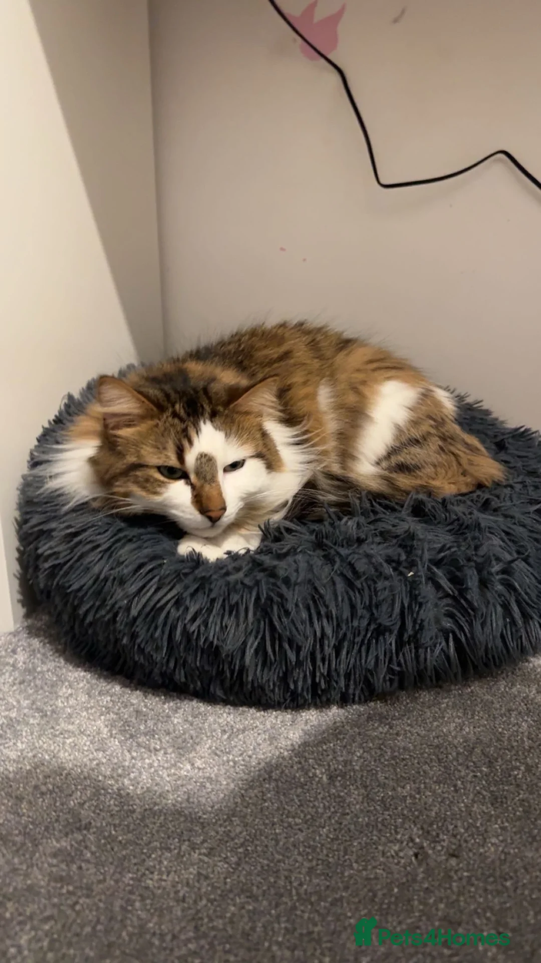 British Longhair cats for sale: British Longhair for sale  - Advert 2
