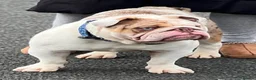 English Bulldog dogs for stud: English bulldog Stud  - Advert 3
