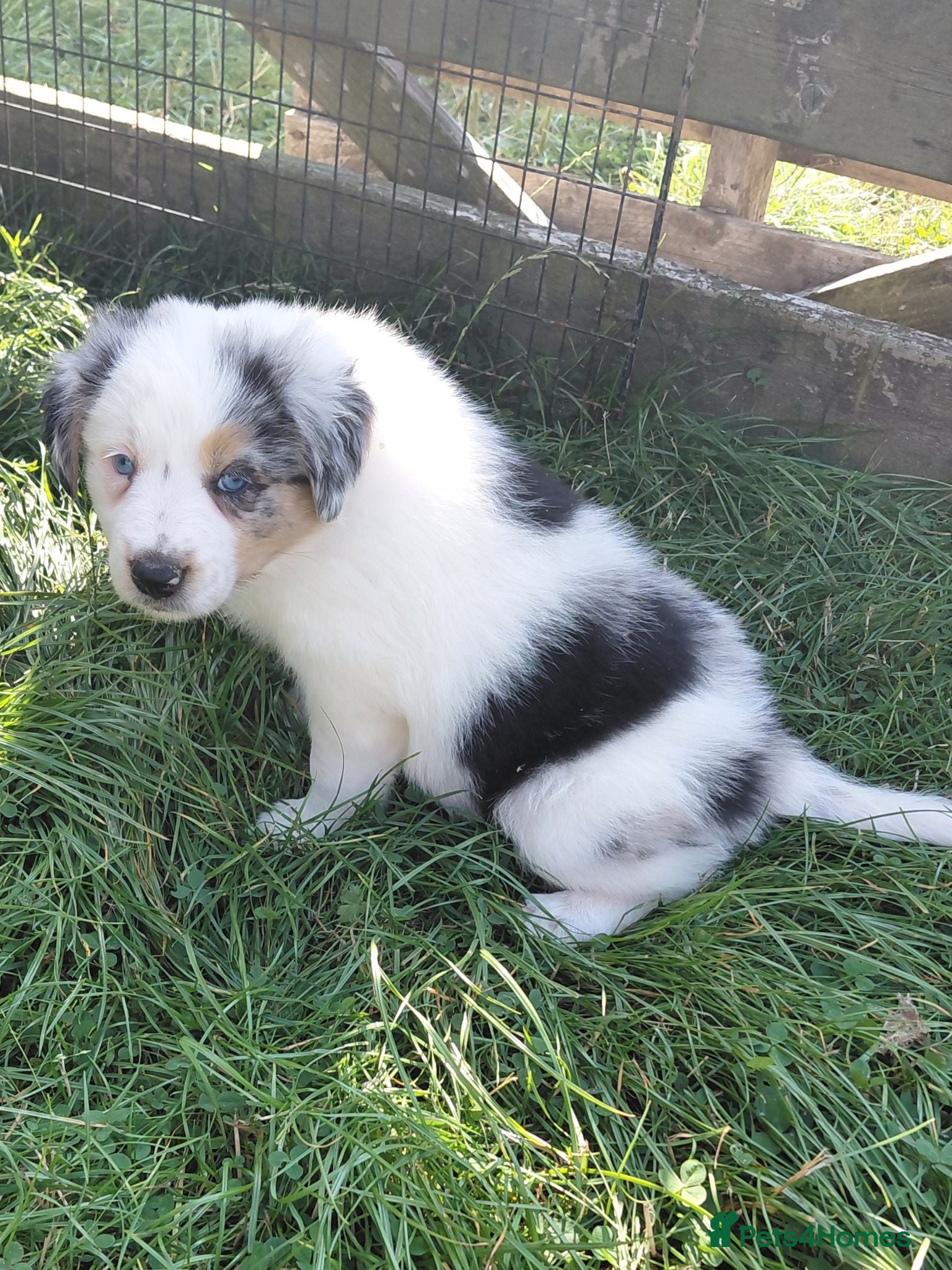 Border Collie dogs Quality farm reared border collies  - Advert 2