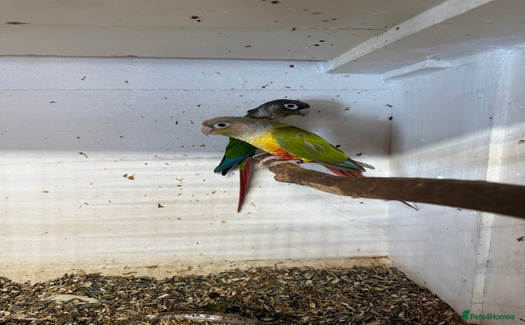 Conures birds - Advert 12