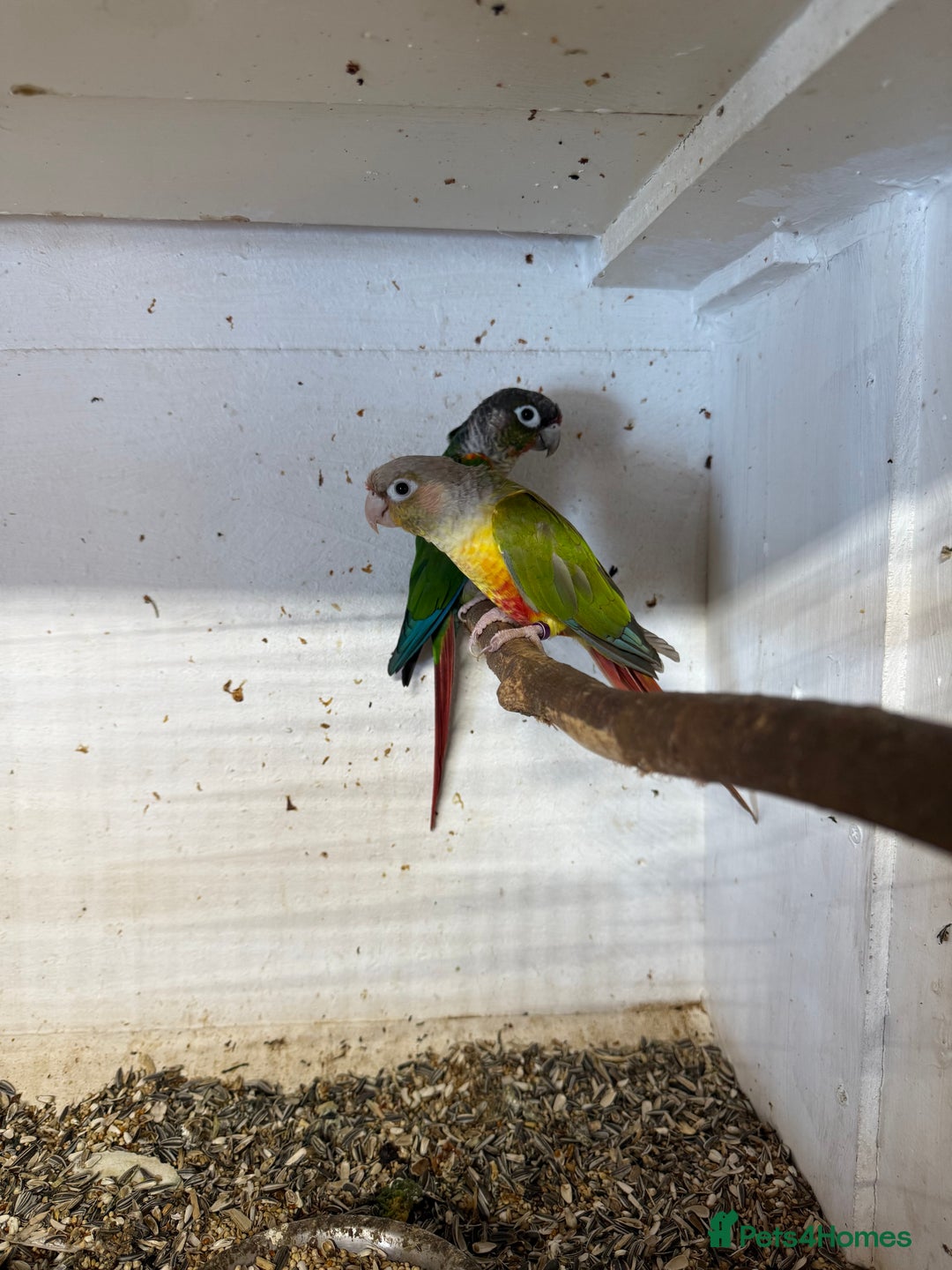Conures birds for sale:  conures & lovebirds others - Image 2
