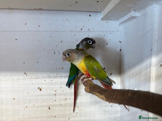 Conures birds - Advert 26