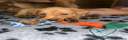 Labrador Retriever dogs for sale: Gorgeous KC Registered Fox Red Labradors  - Advert 23