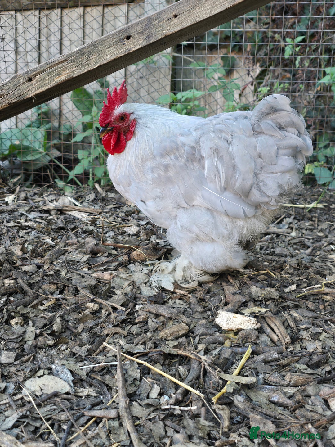 Chickens poultry for sale: Lavender Peking Bantams  - Image 2