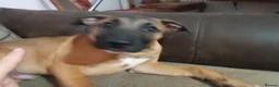 Mixed Breed dogs for sale: Nova  in Market Drayton - Advert 13