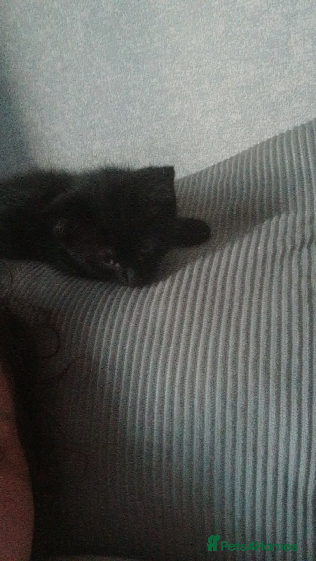 Mixed Breed cats Black male kitten  - Advert 2