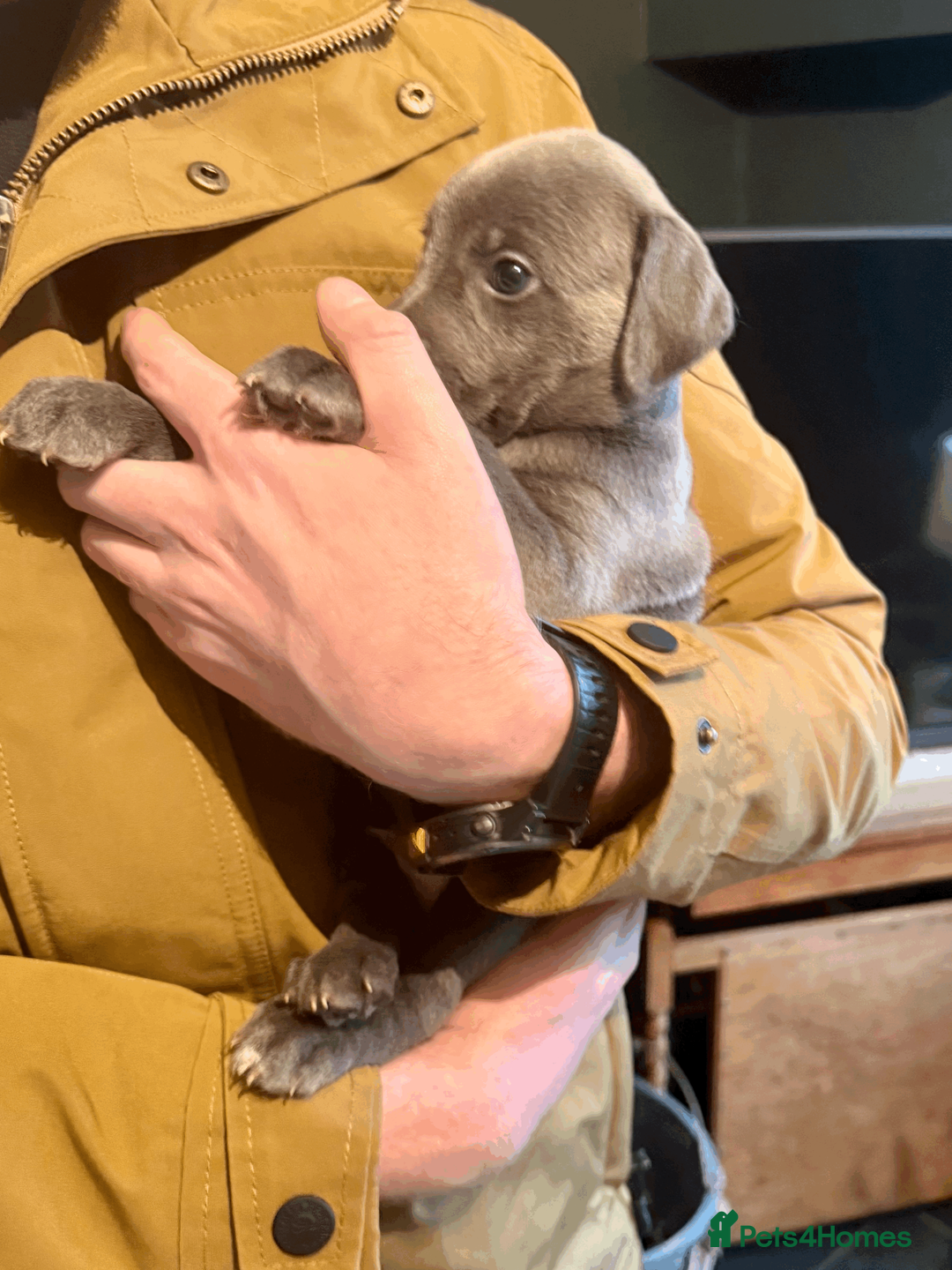 Mixed Breed dogs for sale: 5 stunning Whippet Bedlington pups.  - Advert 7