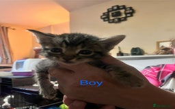 Mixed Breed cats for sale: 6 beautiful kittens for sale - Image 6