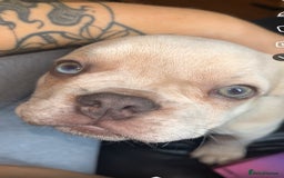 French Bulldog dogs for sale: French bull dog  - Image 4