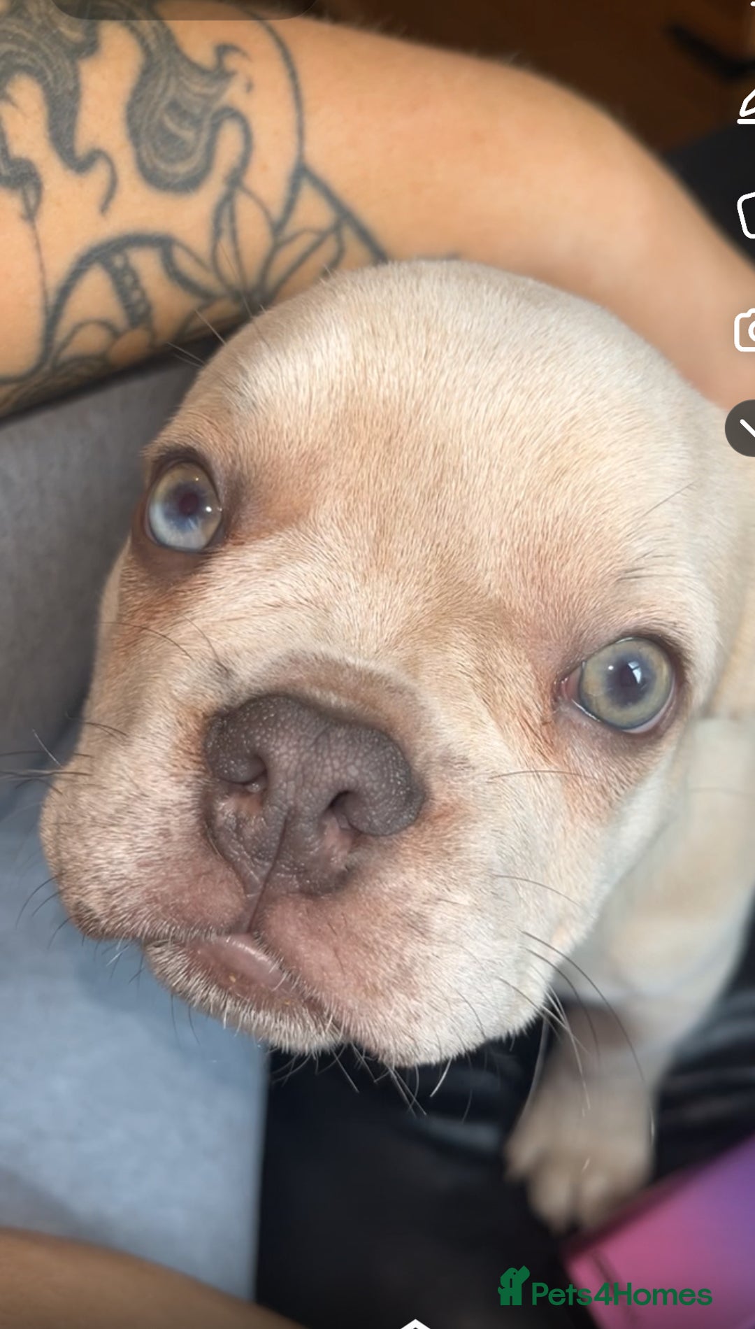 French Bulldog dogs for sale: French bull dog  - Image 4