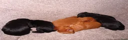 Cocker Spaniel dogs for sale: Working KC Registered Cocker Spaniel pups  - Advert 12