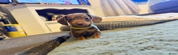 Miniature Dachshund dogs for sale: 3 girls Left Miniature Dachshund chocolate & tan - Advert 9