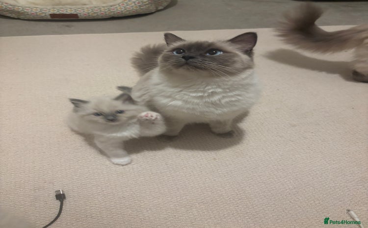 Ragdoll cats Last Ragdoll Female kitten for sale  - Advert 3