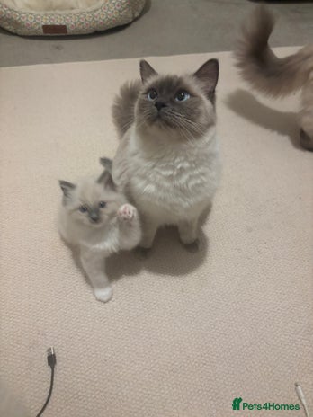Ragdoll cats Last Ragdoll Female kitten for sale - Advert 3