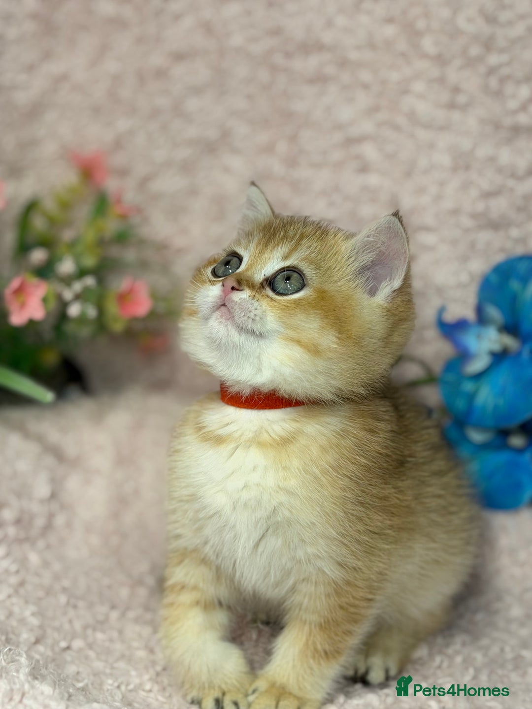 British Shorthair cats for sale: British shh golden, silver  GCCF kittens  - Advert 13