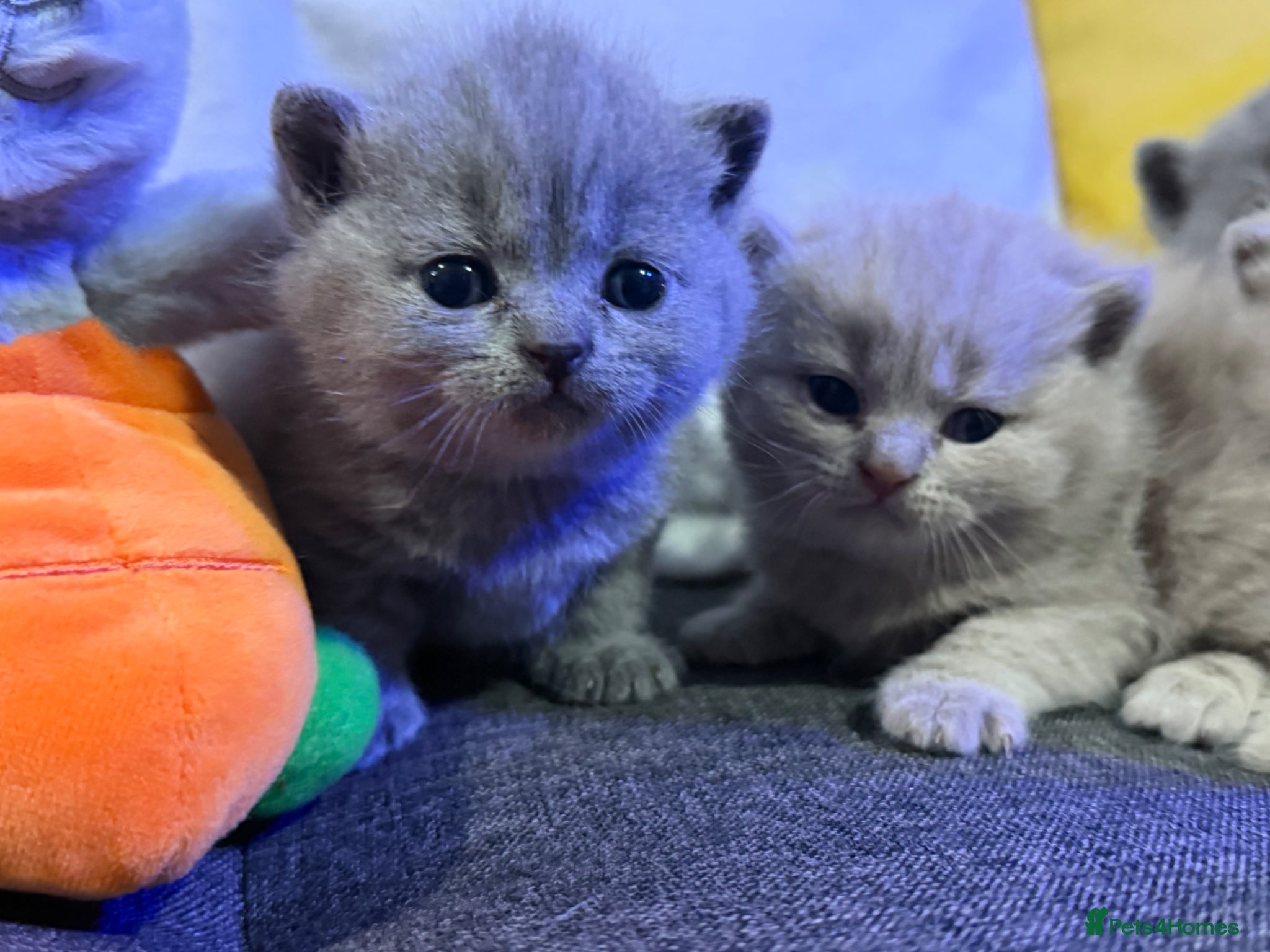 British Shorthair cats British shorthair kittens ready for May  - Advert 2