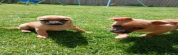 Mixed Breed dogs for sale: Beautiful Chipin puppies (Chihuahua x Pinscher) in Wisbech - Advert 6